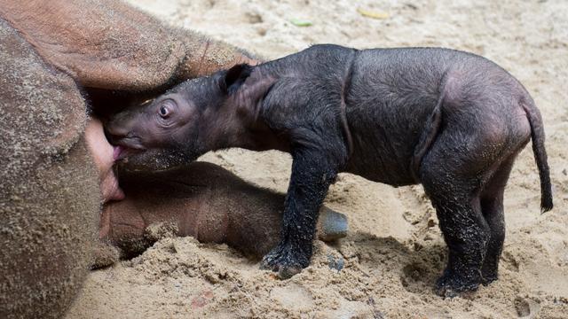 Bayi Badak Sumatera Lahir di Taman Nasional Way Kambas, Disorot Media Internasional