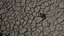 Tumbuhan tunggal tumbuh dari dasar retakan laguna Alalay, di Cochabamba, Bolivia, Jumat (18/11/2022). Dua laguna, Coña Coña dan Alalay, berada pada level kritis karena kurangnya hujan, penumpukan bahan organik dan penguapan di tengah peningkatan suhu. (AP Photo/Juan Karita)