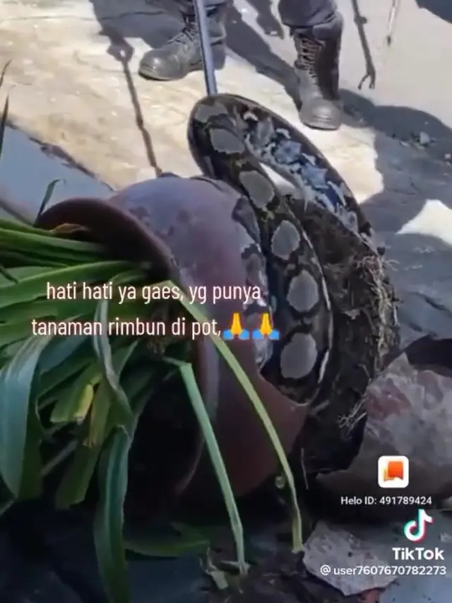 Ular Piton di Tempat Sempit