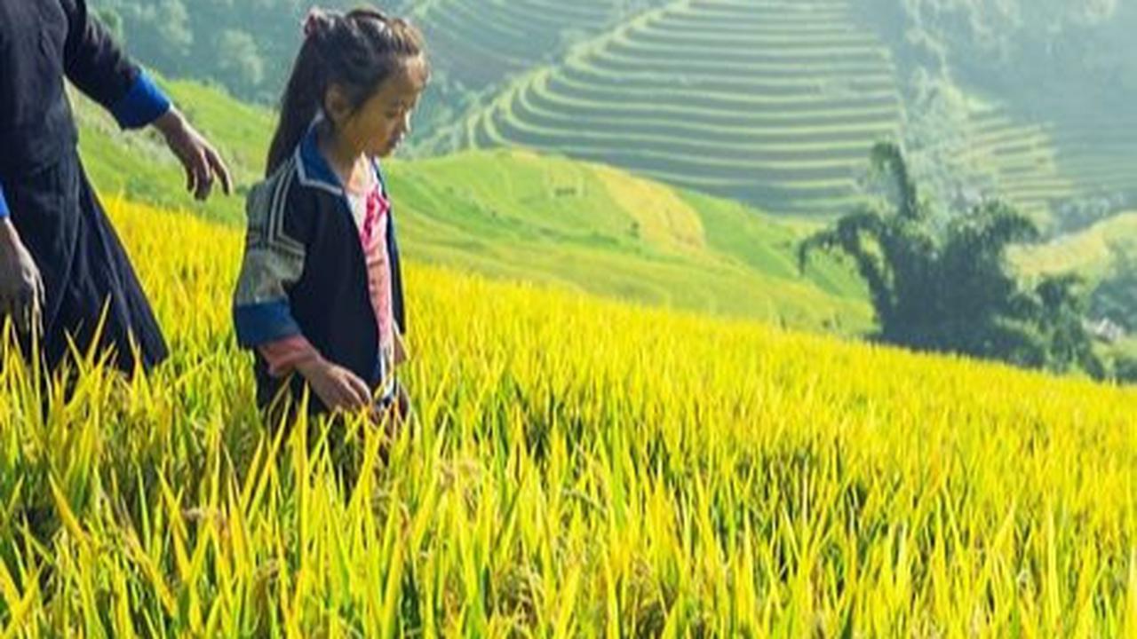 Berikut sebaran lokasi food estate yang ada di Indonesia: