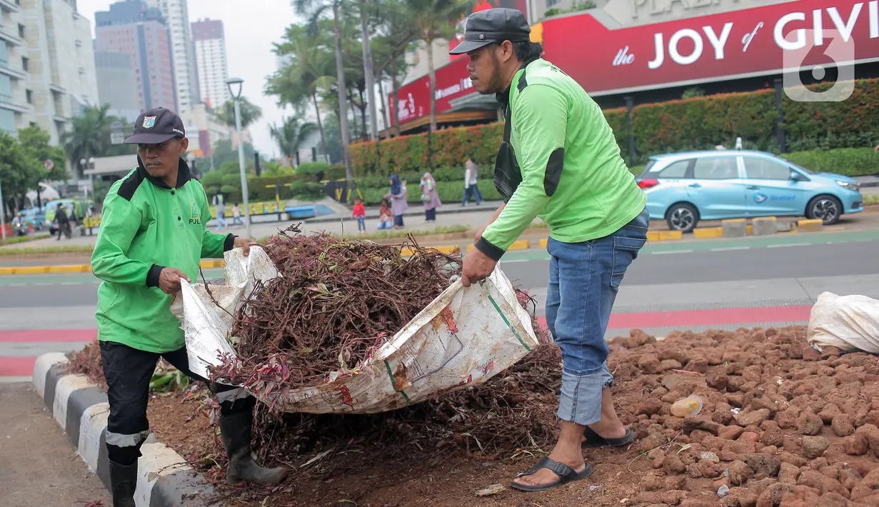 Petugas pasukan hijau dari Suku Dinas Perhutanan dan Taman Kota memindahkan tanaman yang rusak usai perayaan Tahun Baru 2024 di Bundaran HI. (merdeka.com/Arie Basuki)