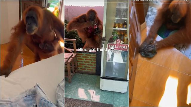 Tingkah Orang Utan Bawa Anaknya Masuk Kamar Turis Ini Viral, Numpang Cuci Tangan