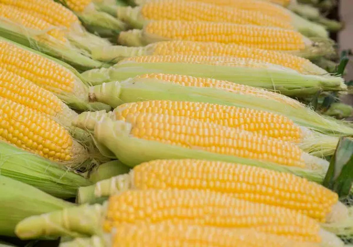 Cara Merebus Jagung denga Waktu Ideal yang Ideal agar Tetap Bergizi
