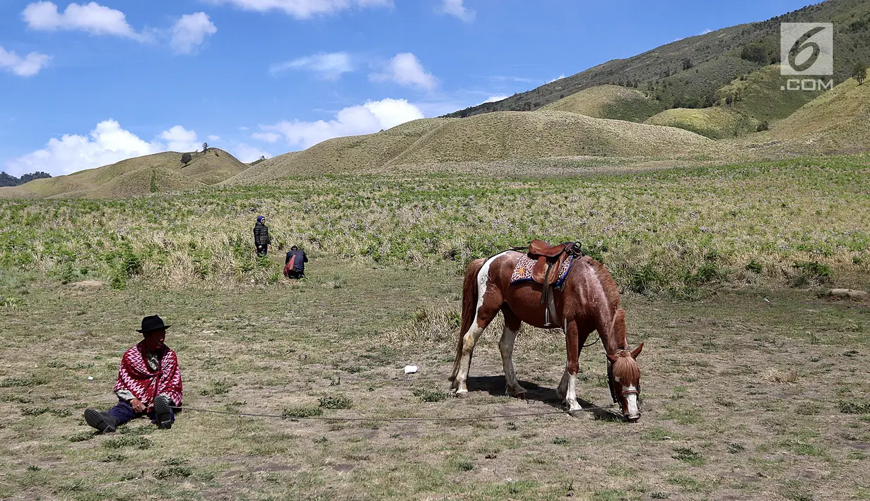 Seorang joki menunggu kuda yang sedang makan rumput di Bukit Teletubies, Taman Nasional Bromo Tengger Semeru, Jawa Timur, Sabtu (4/11). Penduduk sekitar menyediakan jasa penyewaan kuda untuk wisatawan. (Liputan6.com/Fery Pradolo)