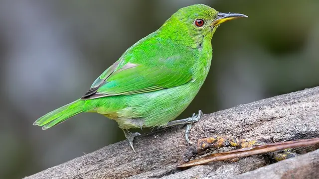 Seekor burung jenis green honeycreeper ditemukan dan terlihat di cagar alam, Kolombia dengan bulu berwarna hijau (betina) di satu sisi dan biru (jantan) di sisi lain (Wikipedia/Creative Commons).