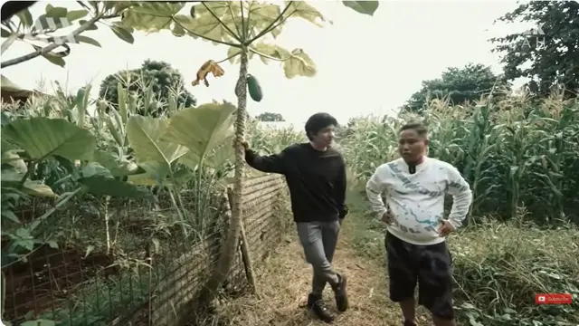 6 Potret Kebun di Rumah Narji, Eks Komedian yang Kini Jadi Juragan Pertanian