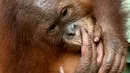 Tingkah bayi orangutan Bon Bon saat digendong petugas di Bandara Internasional I Gusti Ngurah Rai, Denpasar, Bali, Senin (16/12/2019). Kondisi kesehatan Bon Bon dinyatakan cukup baik untuk bisa direlokasi. (SONNY TUMBELAKA/AFP)
