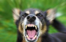 DPR Usul Ada Regulasi Nasional Melarang Perdagangan Daging Anjing-Kucing
