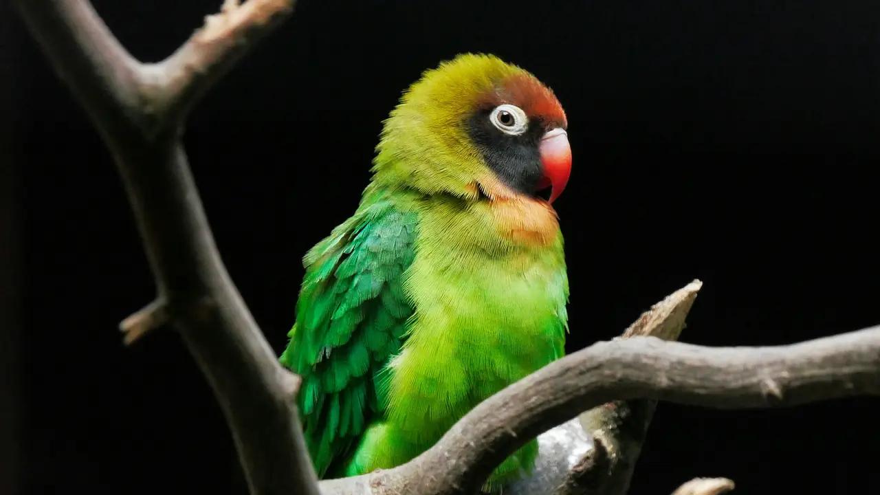 Ilustrasi burung lovebird