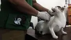 Petugas penyuntikkan vaksin rabies pada hewan peliharaan milik warga di Kelurahan Kayu Manis, Jakarta, Senin (10/7/2023). Pemprov DKI terus berupaya mempertahankan Jakarta bebas rabies dan mencegah gigitan hewan penular virus rabies (GHPR). (merdeka.com/Imam Buhori)