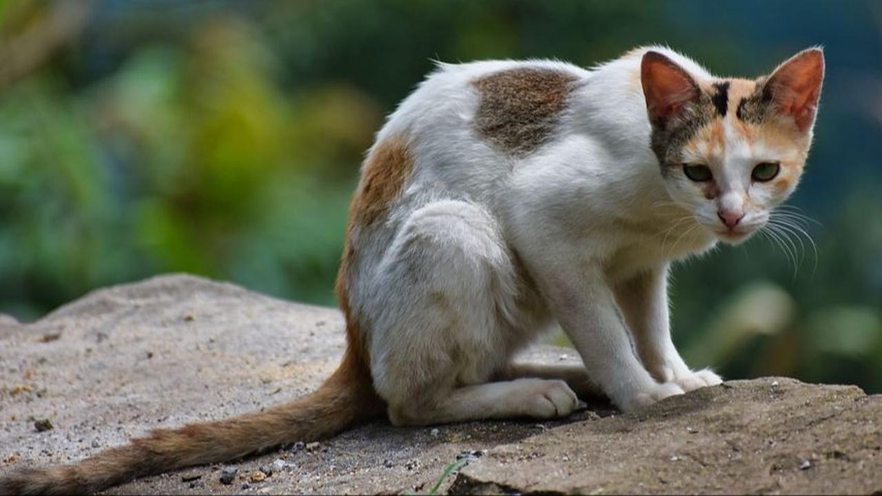 Cara Mengatasi Gigitan Kucing Liar
