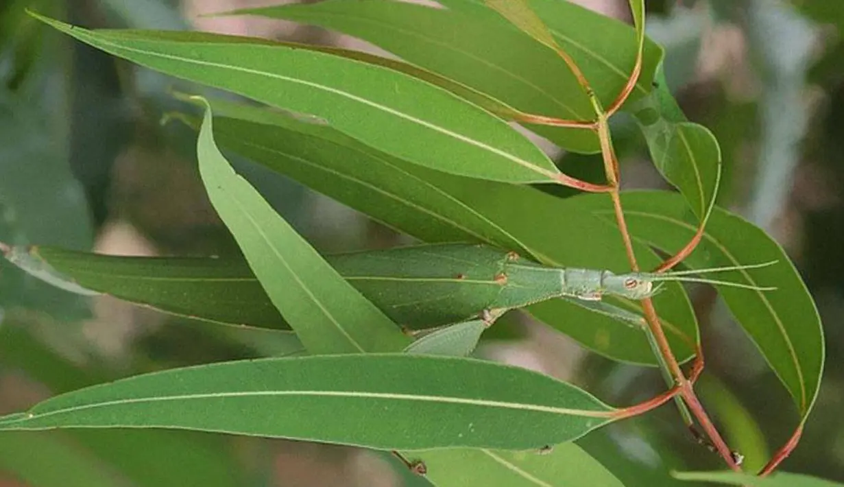Belalang daun mempunyai kemampuan menyamar diantara daun-daun. Warna sayapnya yang serupa dengan daun yang dihinggapinya bisa menyelamatkan dirinya dari pemangsa. (boredpanda.com)