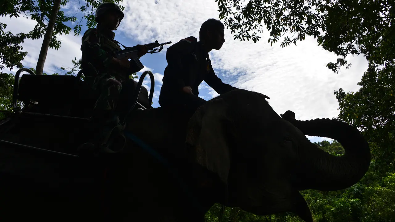 Gajah Jinak Ikut Operasi Gaktib Hutan dan Satwa