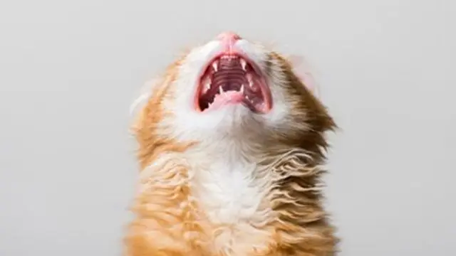 Kucing alami stres