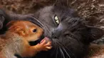 Seekor kucing bernama Pusha mengadopsi empat bayi tupai dan tinggal bersama di taman miniatur lokal di Bakhchisaray, Krimea pada 25 April 2019. Warga memberikan susu kambing untuk bayi tupai karena sang kucing tidak bisa menghasilkan susu bagi hewan yatim tersebut. (REUTERS/Alexey Pavlishak)