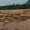 video viral kayu glondongan saat Banjir Bandang di Sungai Batang Toru. (istimewa)