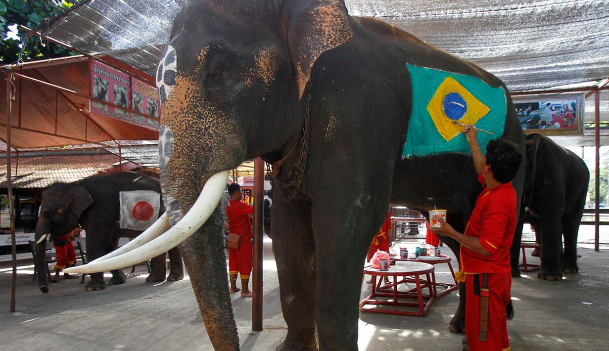 Salah satu pawang terlihat sedang membuat gambar bendera negara penyelenggara Piala Dunia 2014, Brasil di badan gajah di provinsi Ayutthaya, Thailand, (9/6/2014). (REUTERS/Chaiwat Subprasom)