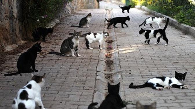 Tinggal Di Jalanan Hingga Museum Kota Ini Memiliki Jumlah Kucing Terbanyak Global Liputan6 Com