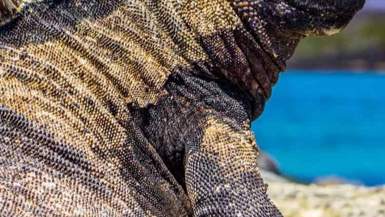 Mengenal Iguana Laut yang Punya Wujud Seperti Godzilla