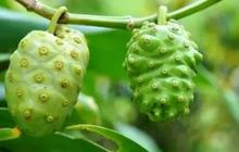 Cara Mengolah Buah Mengkudu Agar Tidak Pahit Namun Tidak Kehilangan Kandungan Sehatnya