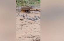 Pasutri Tewas Diterjang Banjir Lahar Semeru, Jasadnya Terseret hingga 1 Kilometer