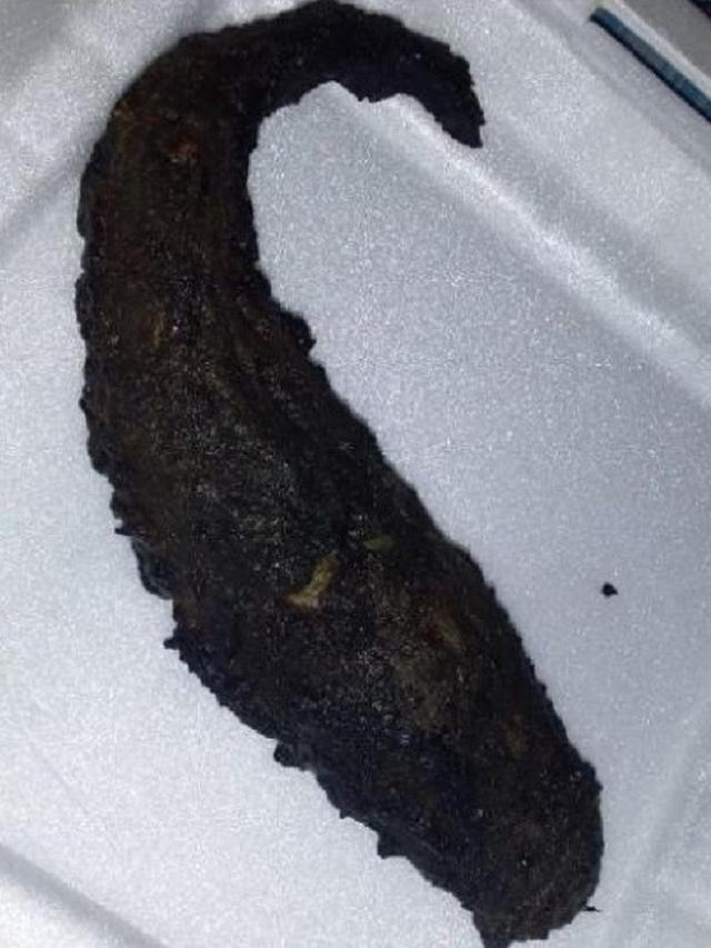 6 Menu Makan Lele Ini Tidak Biasa, Bikin Terkejut