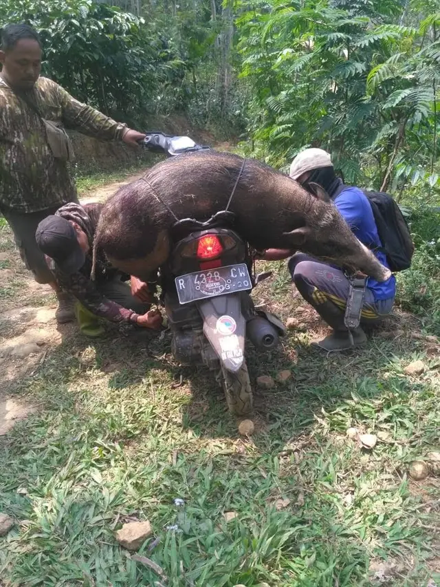 Sebanyak 30 ekor celeng, di Dawuhan, Wanayasa, Banjarnegara berhasil ditangkap pada September 2019. (Foto: Liputan6.com/Supriyanto untuk Muhamad Ridlo)
