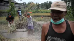 Petani memanen padi di Desa Jungutan, Karangasem, Bali, Jumat (1/12). Erupsi Gunung Agung yang memuntahkan abu vulkanik menyebabkan tanaman padi milik warga rusak serta mengalami penurunan kualitas produksi. (Liputan6.com/Immanuel Antonius)