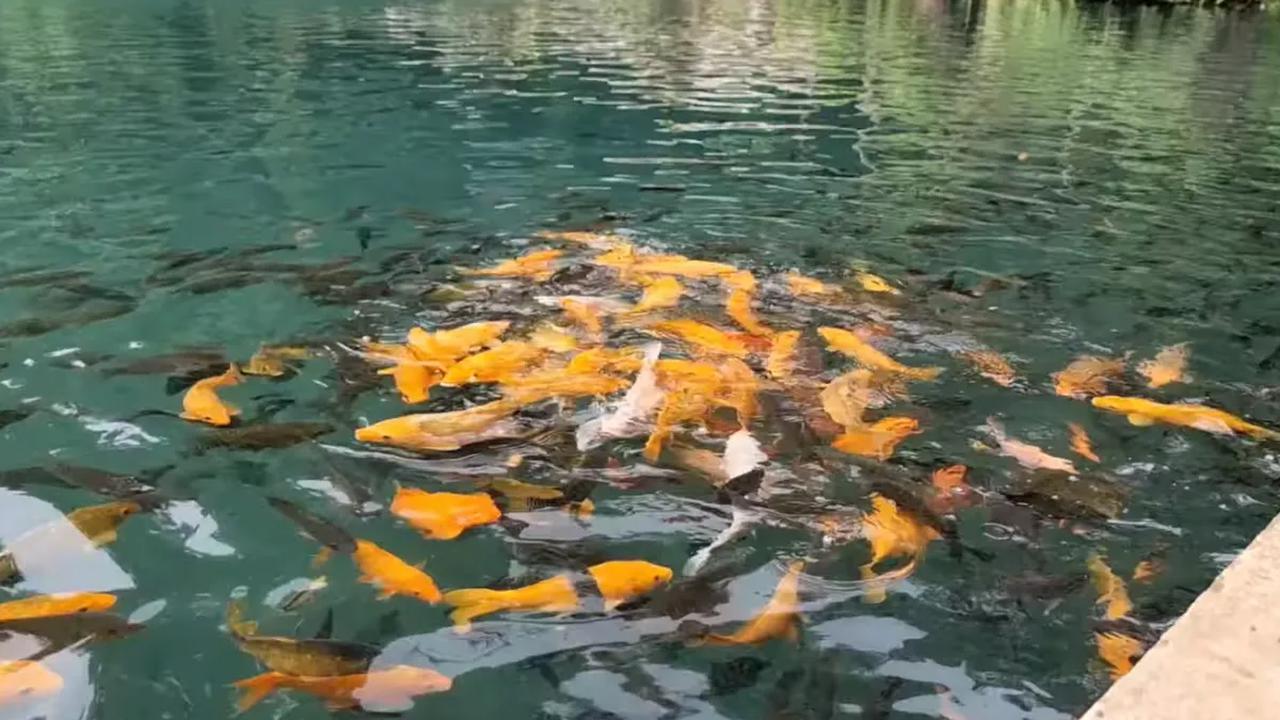 Berenang bersama ikan-ikan
