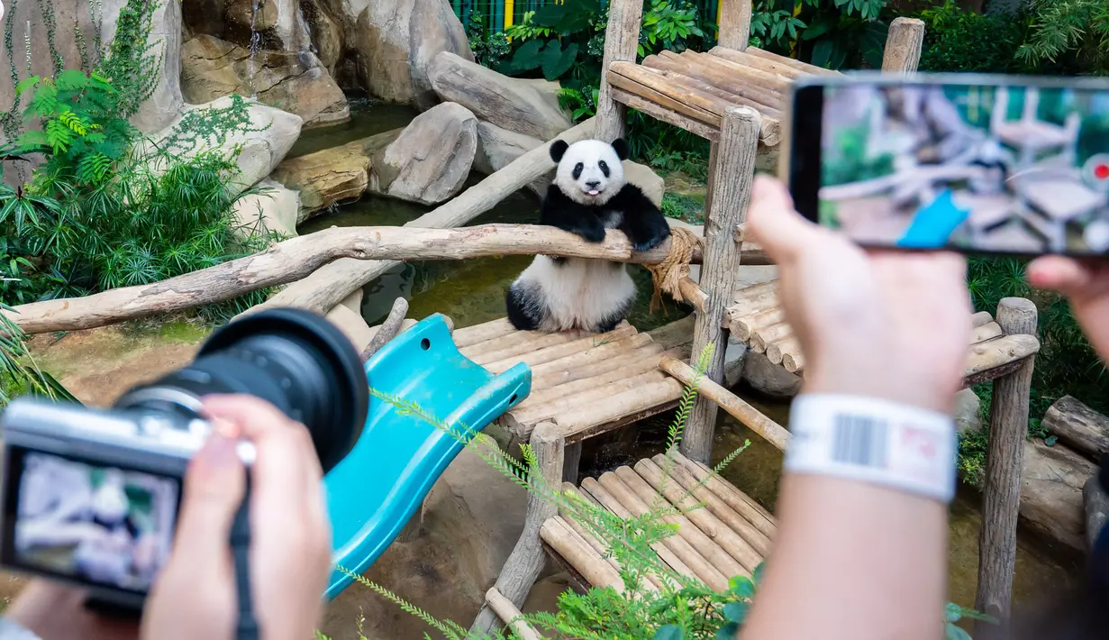 Panda raksasa Yi Yi jadi objek foto pengunjung Kebun Binatang Nasional Malaysia, Selasa (14/1/2020). Orangtua Yi Yi, Xing Xing dan Liang Liang, tiba di Malaysia pada tahun 2014 lalu. (Xinhua/Zhu Wei)