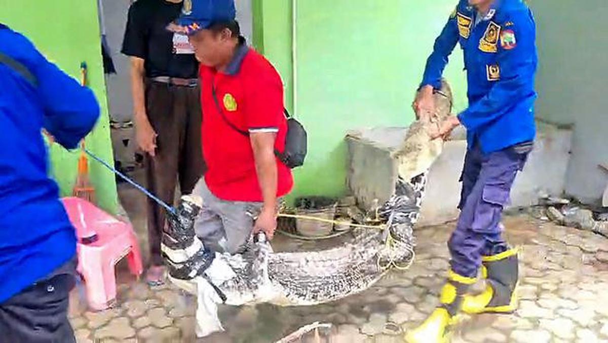 Hidup Satu Atap Puluhan Tahun, Buaya 'Nunung' Kini Tak Lagi Tinggal di Rumah