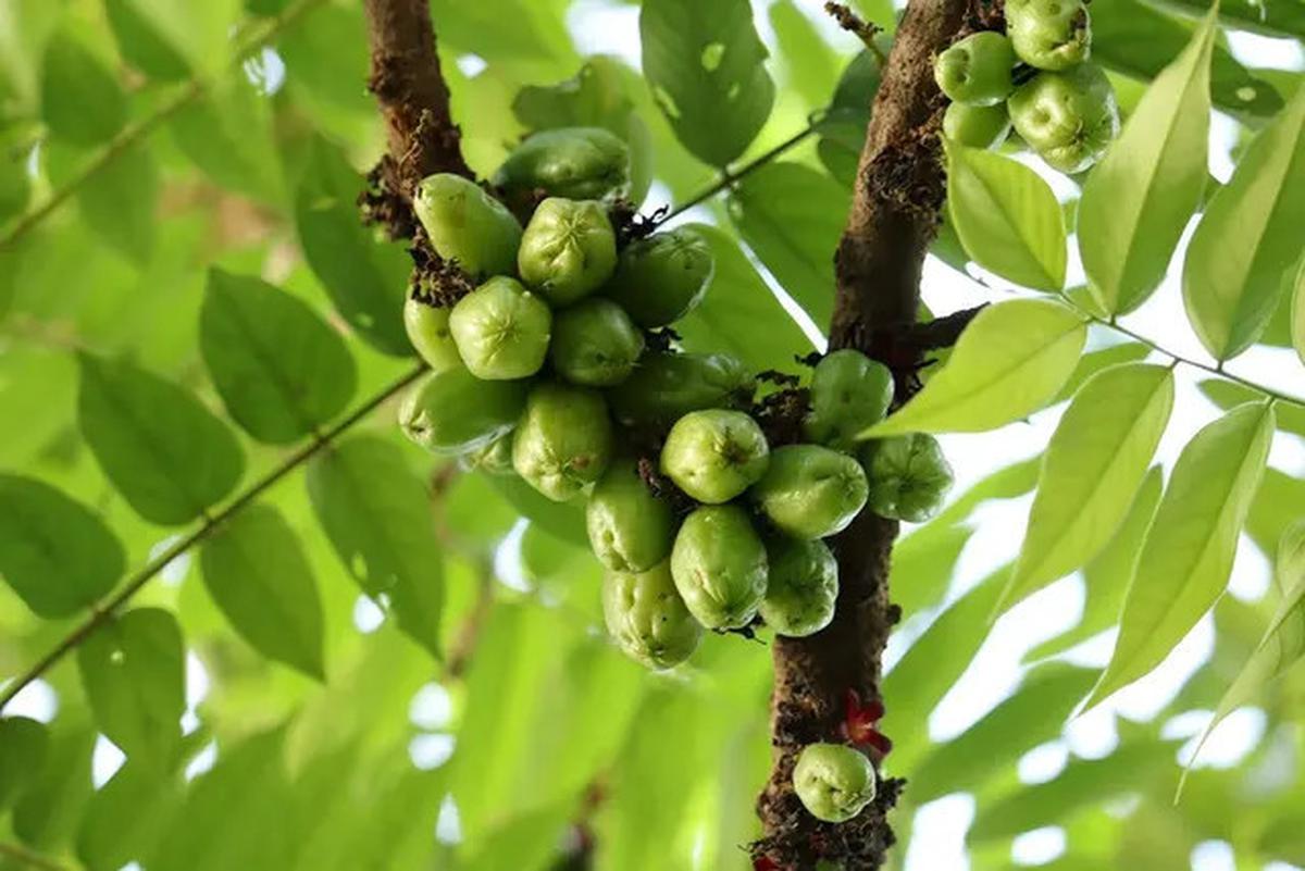 Manfaat Belimbing Wuluh, Rahasia Buah Asam Penurun Kolesterol