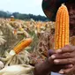 Seorang petani menunjukkan jagung hasil panen raya di Tuban, Jawa Timur, Jumat (9/3). Petani menerapkan pola panen kering hingga hasilnya lebih menguntungkan. (Liputan6.com/Angga Yuniar)