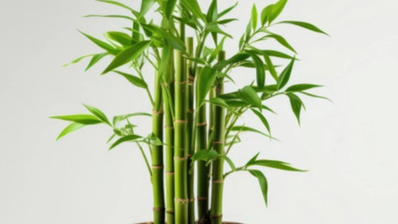 bambu rejeki