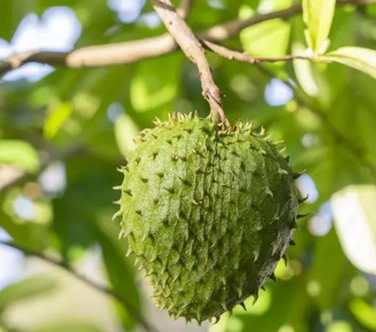 "Bahan bioaktif bernama annonaceous acetogenins (AGEs) dalam daun sirsak memiliki sifat antikanker dan bisa membantu menghambat pertumbuhan sel kanker," kata Dr. Lisa Turner, ahli onkologi.