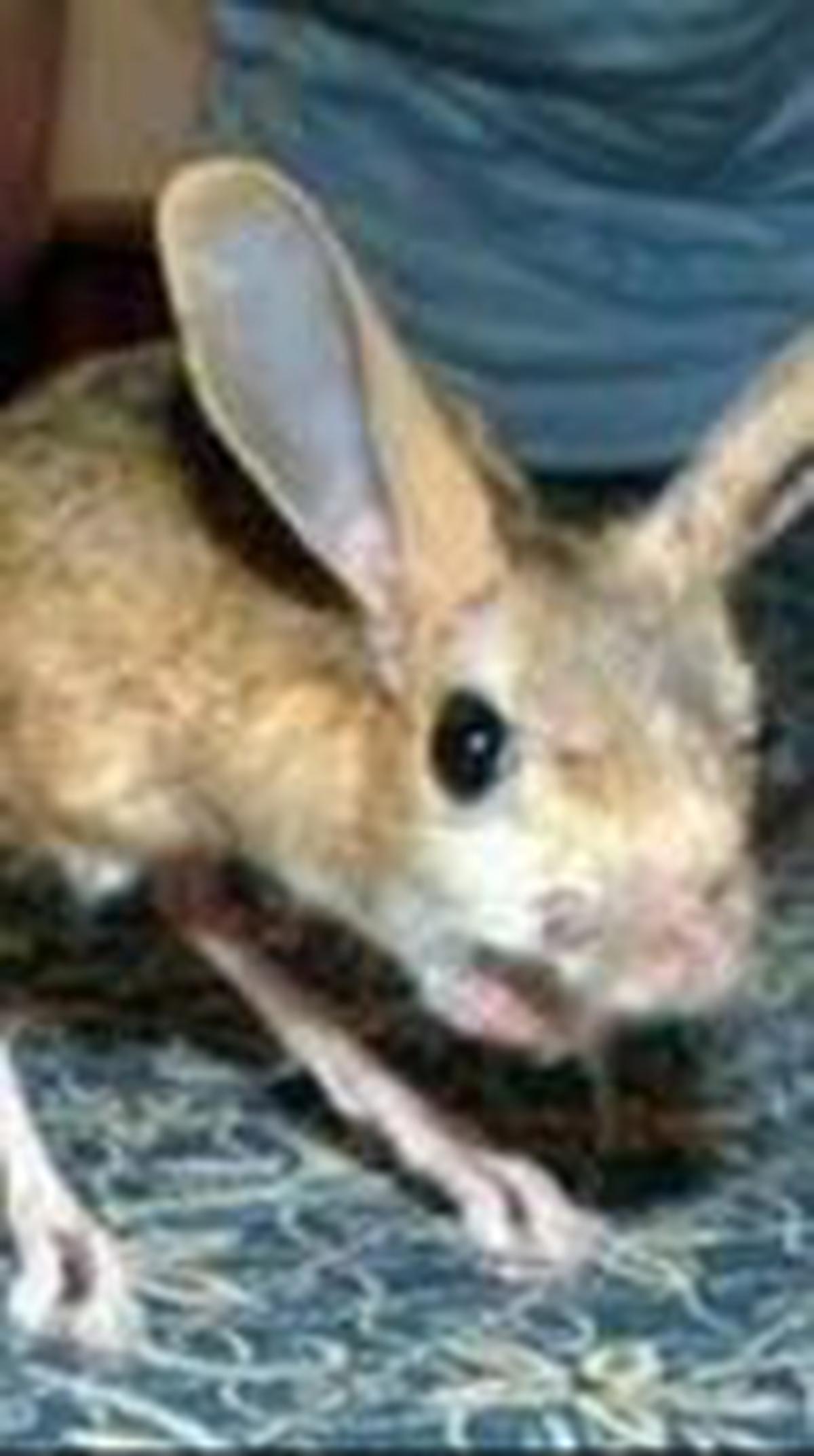 Jerboa (3 Tahun)