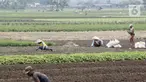 Petani memanen sayuran di Tangerang, Banten, Kamis (8/7/2021). Program Kredit Usaha Rakyat (KUR) sektor pertanian dirasakan manfaatnya oleh petani. (Liputan6.con/Angga Yuniar)