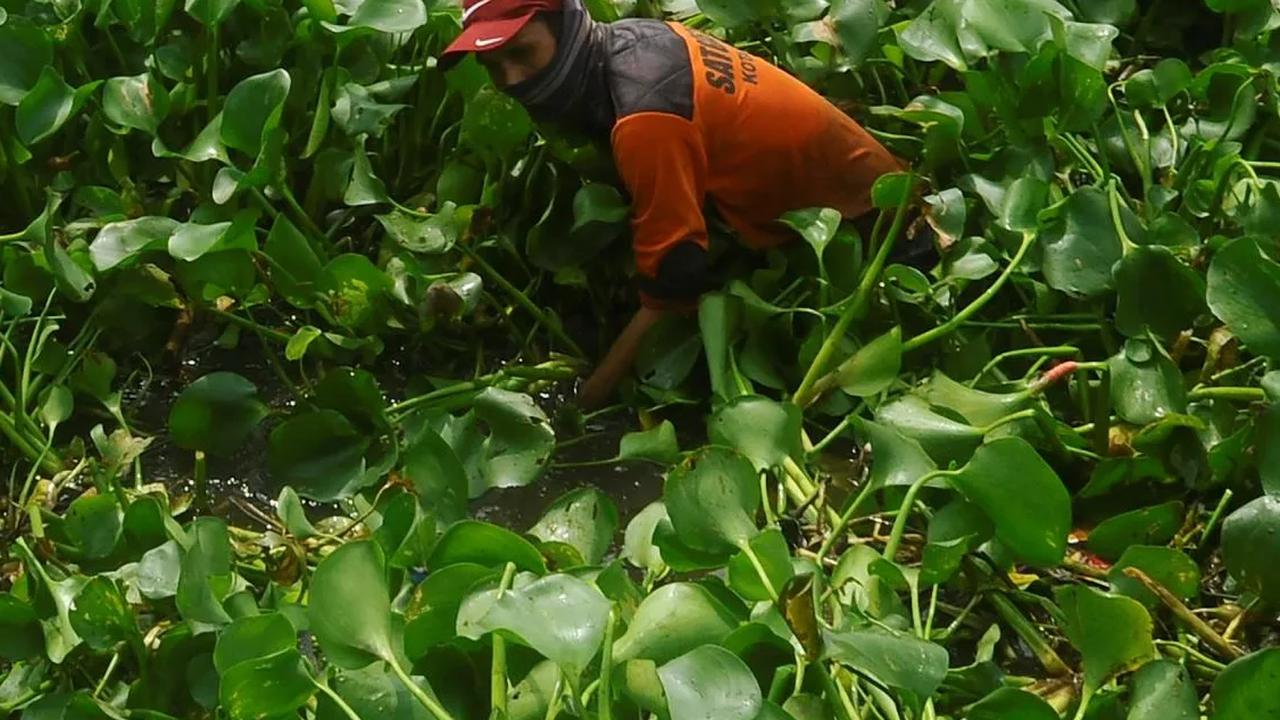 Selain menggunakan mesin, petugas juga melakukan pembersihan secara manual dengan turun langsung memotong tumbuhan tersebut.