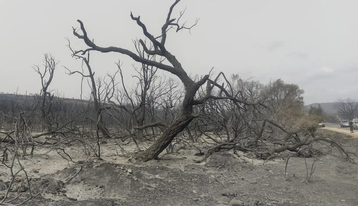 Sebuah pohon hangus difoto setelah kebakaran hutan di wilayah El Tarf, dekat perbatasan utara Aljazair-Tunisia, Kamis (18/8/2022). Kebakaran yang melanda di hutan Aljazair timur telah menewaskan sedikitnya 26 orang, menurut untuk "laporan sementara" oleh menteri dalam negeri negara Afrika utara itu. (AP Photo/Mohamed Ali)