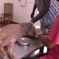 Sungguh malang, tubuh anjing ini dipenuhi belatung yang banyaknya mencapai semangkuk.