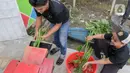 Dalam sehari, Ankubas bisa mengumpulkan hingga 20 Kg eceng gondok. (Liputan6.com/Herman Zakharia