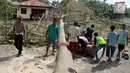 Polisi dibantu warga mengevakuasi pohon berumur puluhan tahun yang tumbang di Jalan Trans Sulawesi, Limboto, Gorontalo, Senin, (21/1). Kejadian tersebut mengakibatkan litrik di Kabupaten Gorontalo padam seketika. (Liputan6.com/Arfandi Ibrahim)