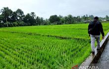 Kementan Percepat Cetak Sawah Papua Barat Lewat Skema Swakelola, Target Tanam Oktober 2026