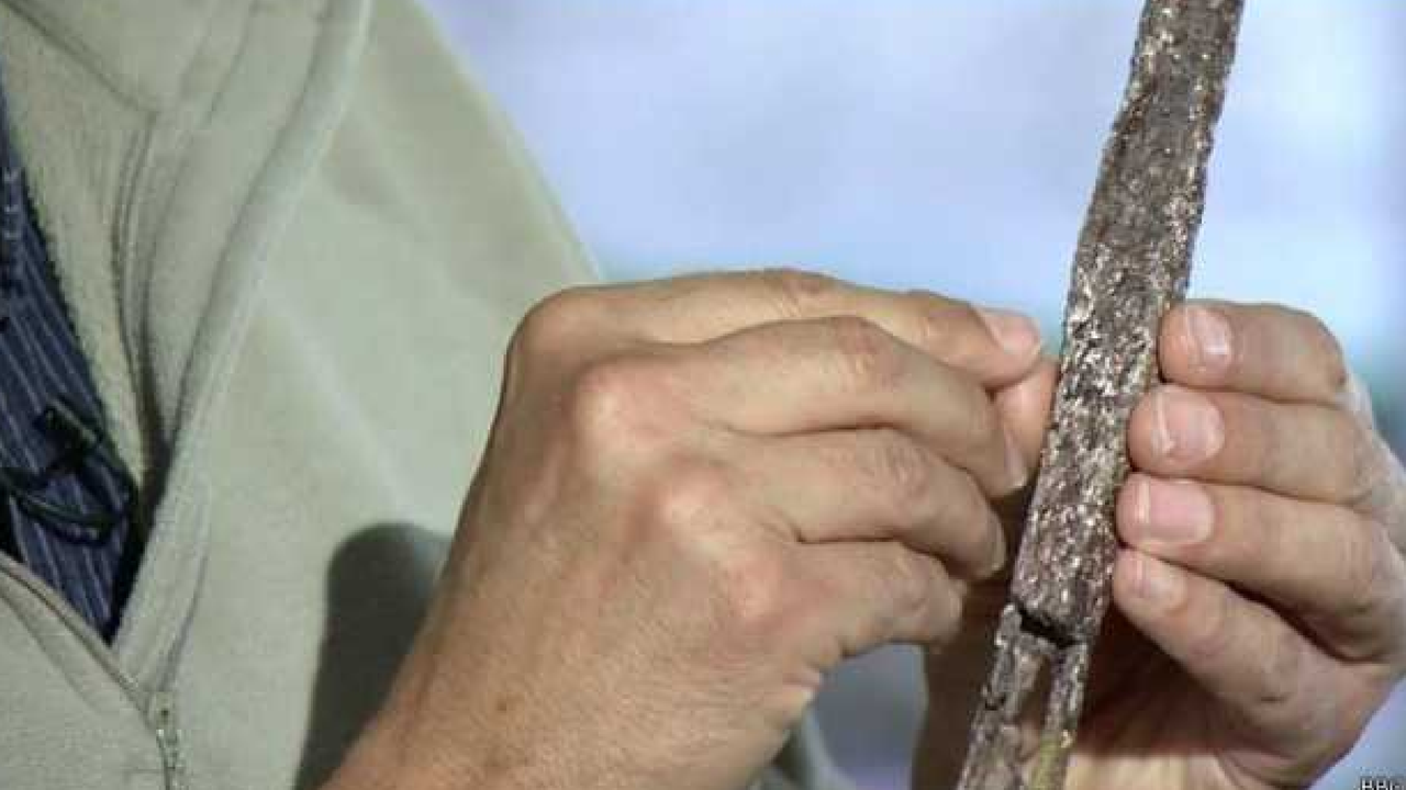 Ditemukan Fosil 'Warga Tertua' Kota Paris