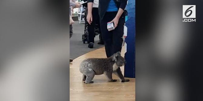 VIDEO: Gemas, Koala Lucu Nyasar Masuk Apotek