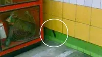 Astaga, Kucing Ini Terjebak di Balik Dinding Selama 5 Tahun