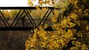 Seseorang mengendarai sepedanya melewati jembatan di antara warna-warni musim gugur di Mississauga, Ontario, pada Kamis, 27 Oktober 2022. (Nathan Denette/The Canadian Press via AP)
