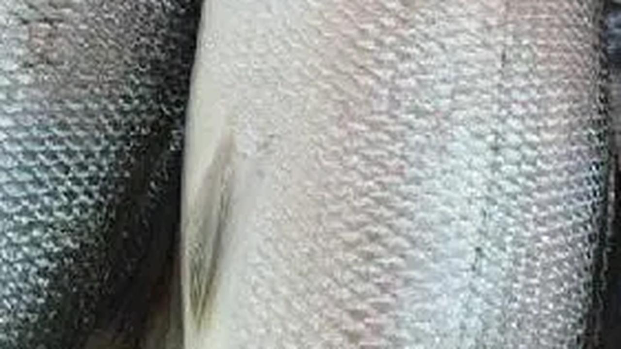 11. Ikan Kod<br>Ikan cod, dengan kandungan vitamin, mineral, dan lemak sehat, menawarkan manfaat kesehatan signifikan seperti menurunkan kolesterol, mengontrol tekanan darah, dan meningkatkan fungsi otak.