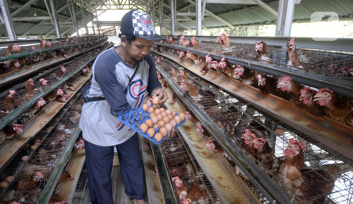 Peternak ayam petelur Madsai (41) mengambil telur yang siap dikirim ke pasar di Desa Pengasinan, Gunung Sindur, Kabupaten Bogor, Jawa Barat, Selasa (6/10/2020). Harga telur eceran sempat mencapai Rp 24 ribu per kilogram, sekarang turun Rp 18,500 per kilogram. (merdeka.com/Dwi Narwoko)