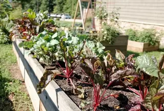 Ilustrasi Kebun Sayur (Photo by Jonathan Hanna on Unsplash)